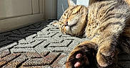 Oscarr is registered to the contest to win money with this photo: cat, tabby_cat, sleeping, paws, sunlight, door, rug, indoor, pet, animal, feline, closeup, resting, cozy, relaxed, container, text, label, home, peaceful