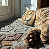 cat, tabby_cat, sleeping, paws, sunlight, door, rug, indoor, pet, animal, feline, closeup, resting, cozy, relaxed, container, text, label, home, peaceful