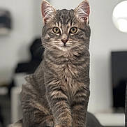 Ajax a rejoint le concours — aidez-le/la à gagner de superbes lots ! cat, tabby, pet, animal, feline, indoor, couch, gray, fur, whiskers, ears, eyes, portrait, cute, young, sitting, domestic, furniture, home, relaxed