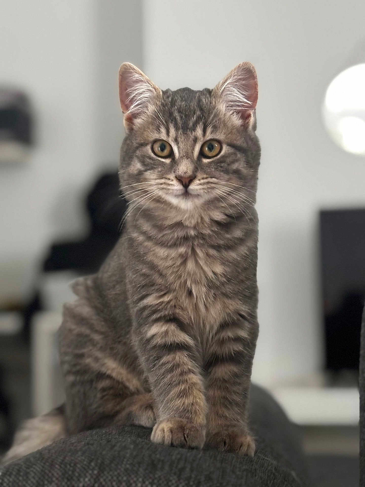 Ajax a rejoint le concours — aidez-le/la à gagner de superbes lots ! cat, tabby, pet, animal, feline, indoor, couch, gray, fur, whiskers, ears, eyes, portrait, cute, young, sitting, domestic, furniture, home, relaxed