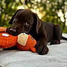 puppy, dog, chocolate_brown, brown_fur, plush_toy, stuffed_animal, orange_toy, outdoor, garden, bokeh, close_up, portrait, lying_down, resting, paw, soulful_eyes, soft_lighting, cozy, blanket, pet