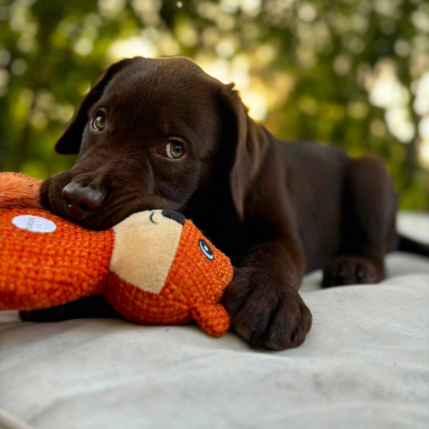 Vitou joined the competition — help win amazing prizes! puppy, dog, chocolate_brown, brown_fur, plush_toy, stuffed_animal, orange_toy, outdoor, garden, bokeh, close_up, portrait, lying_down, resting, paw, soulful_eyes, soft_lighting, cozy, blanket, pet
