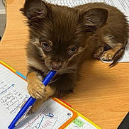 Archie participe au concours pour gagner de l'argent avec cette photo : puppy, dog, pen, desk, paper, keyboard, office, brown_dog, cute, animal, writing, clutter, playful, small_dog, indoor, pet, notebook, handwriting, work, stationery