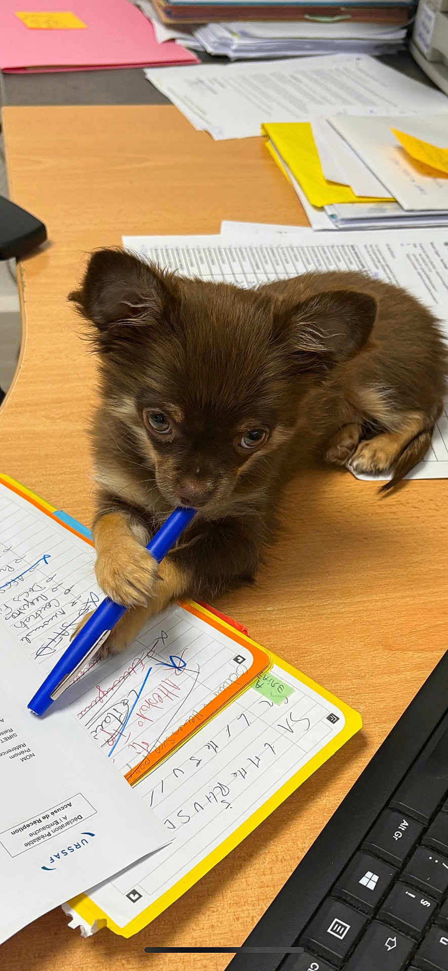 Archie participe au concours pour gagner de l'argent avec cette photo : puppy, dog, pen, desk, paper, keyboard, office, brown_dog, cute, animal, writing, clutter, playful, small_dog, indoor, pet, notebook, handwriting, work, stationery