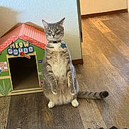 Chase is registered to the contest to win money with this photo: cat, tabby_cat, sitting, upright, indoor, cardboard_house, meow_motel, wooden_floor, curious, alert, pet, collar, playful, feline, animal, gray_cat, green_eyes, household, cute, funny_pose