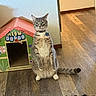 cat, tabby_cat, sitting, upright, indoor, cardboard_house, meow_motel, wooden_floor, curious, alert, pet, collar, playful, feline, animal, gray_cat, green_eyes, household, cute, funny_pose