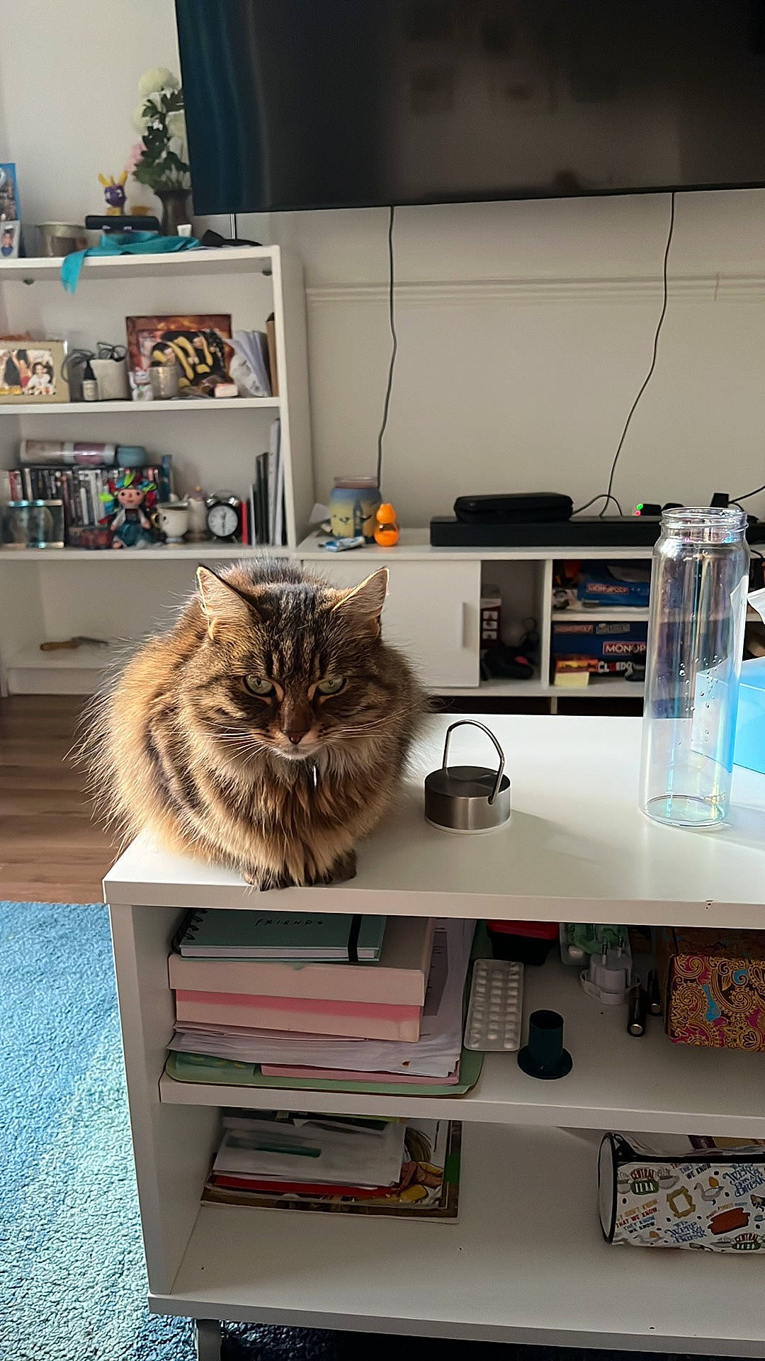 Summer is registered to the contest to win money with this photo: book, bookcase, carnivore, cat, domestic_short_haired_cat, felidae, fur, grey, hardwood, living_room, luggage_and_bags, picture_frame, plant, publication, room, shelf, shelving, small_to_medium_sized_cats, whiskers, wood