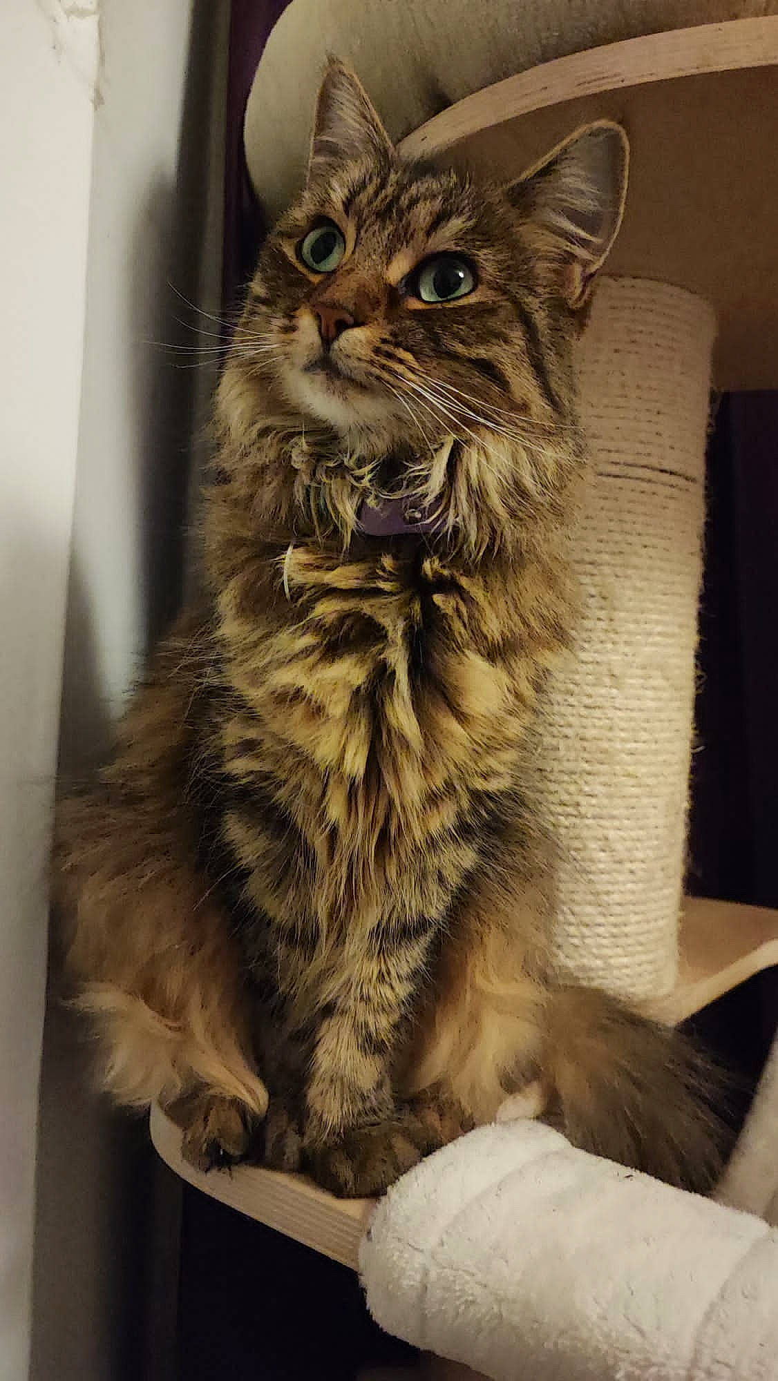 Summer joined the competition — help win amazing prizes! carnivore, cat, domestic_short_haired_cat, felidae, fur, small_to_medium_sized_cats, snout, terrestrial_animal, whiskers