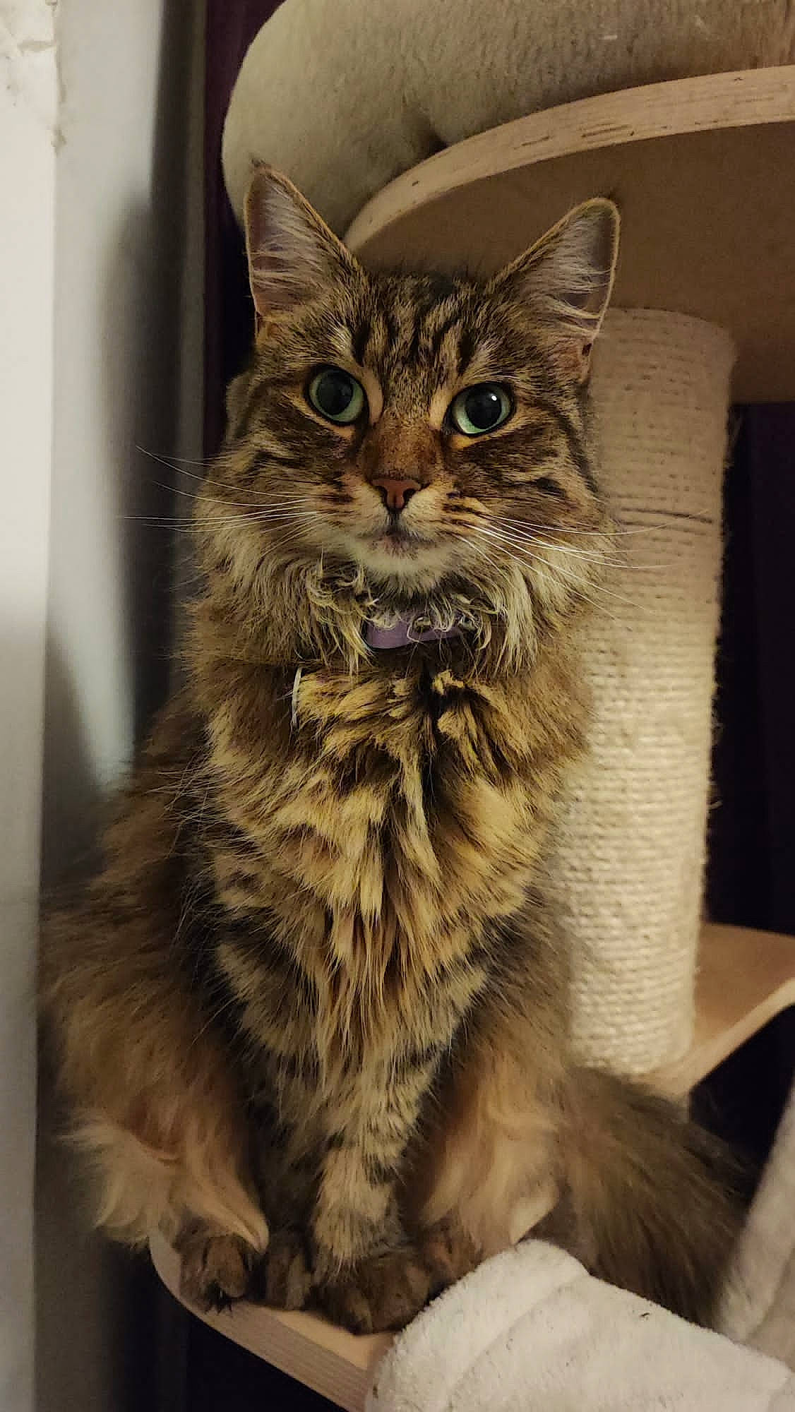 Summer is registered to the contest to win money with this photo: carnivore, cat, claw, domestic_short_haired_cat, felidae, fur, monochrome_photography, sitting, small_to_medium_sized_cats, snout, tail, terrestrial_animal, whiskers, wildlife