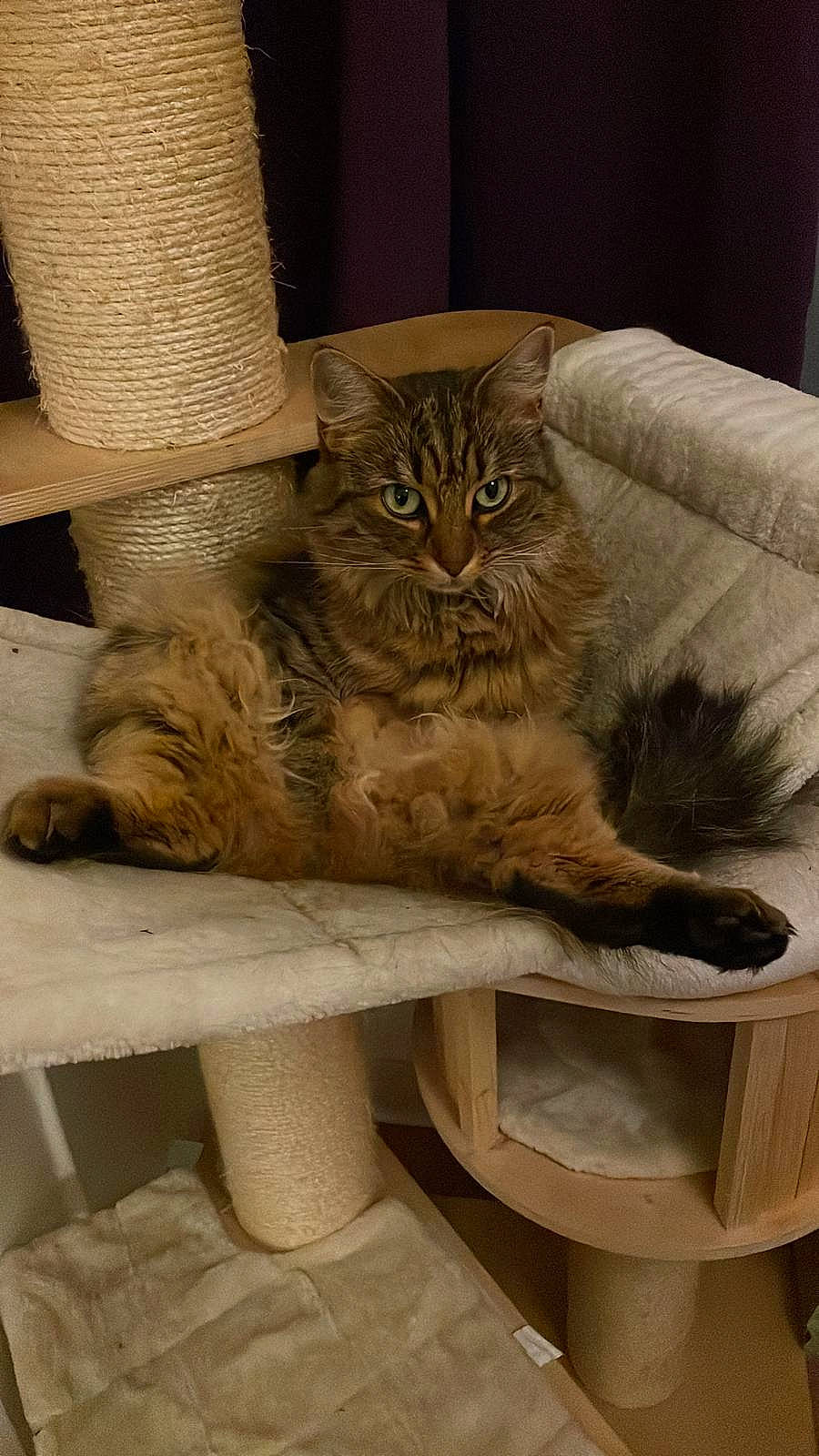 Summer joined the competition — help win amazing prizes! bench, carnivore, cat, cat_supply, chair, comfort, domestic_short_haired_cat, fawn, felidae, flooring, fur, hardwood, leg, mammal, small_to_medium_sized_cats, snout, tail, vertebrate, whiskers, wood