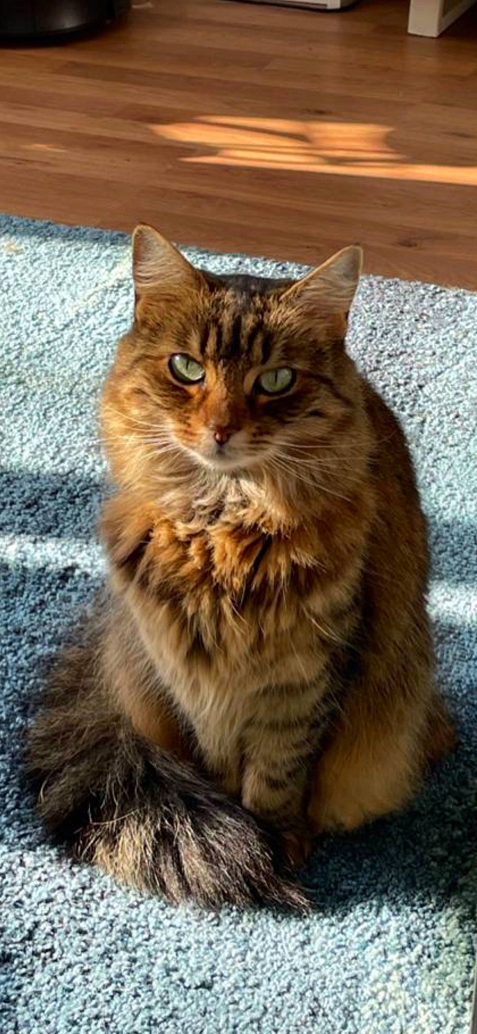 Summer joined the competition — help win amazing prizes! british_longhair, carnivore, cat, claw, domestic_short_haired_cat, fawn, felidae, flooring, fur, maine_coon, paw, sitting, small_to_medium_sized_cats, snout, tail, terrestrial_animal, whiskers, wood