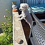 chair, concrete_ledge, curious, daylight, dog, flower, fur, garden, greenery, outdoor, patio, patio_furniture, pet, pink_flower, plant, shadow, small_dog, standing, sunlight, white_dog