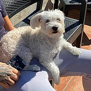 Nala a rejoint le concours — aidez-le/la à gagner de superbes lots ! casual, chair, curly_fur, dog, fur, garden, lap, outdoor, person, pet, phone, plastic_chair, potted_plants, relaxed, seated, shadow, smartphone, sunlight, tattoo, white_dog