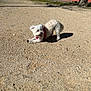 animal, canine, daytime, dog, fur, grass, gravel, nature, outdoor, park, pet, pink_harness, playful, red_wall, shadow, stretching, summer, sunlight, tree, white_dog