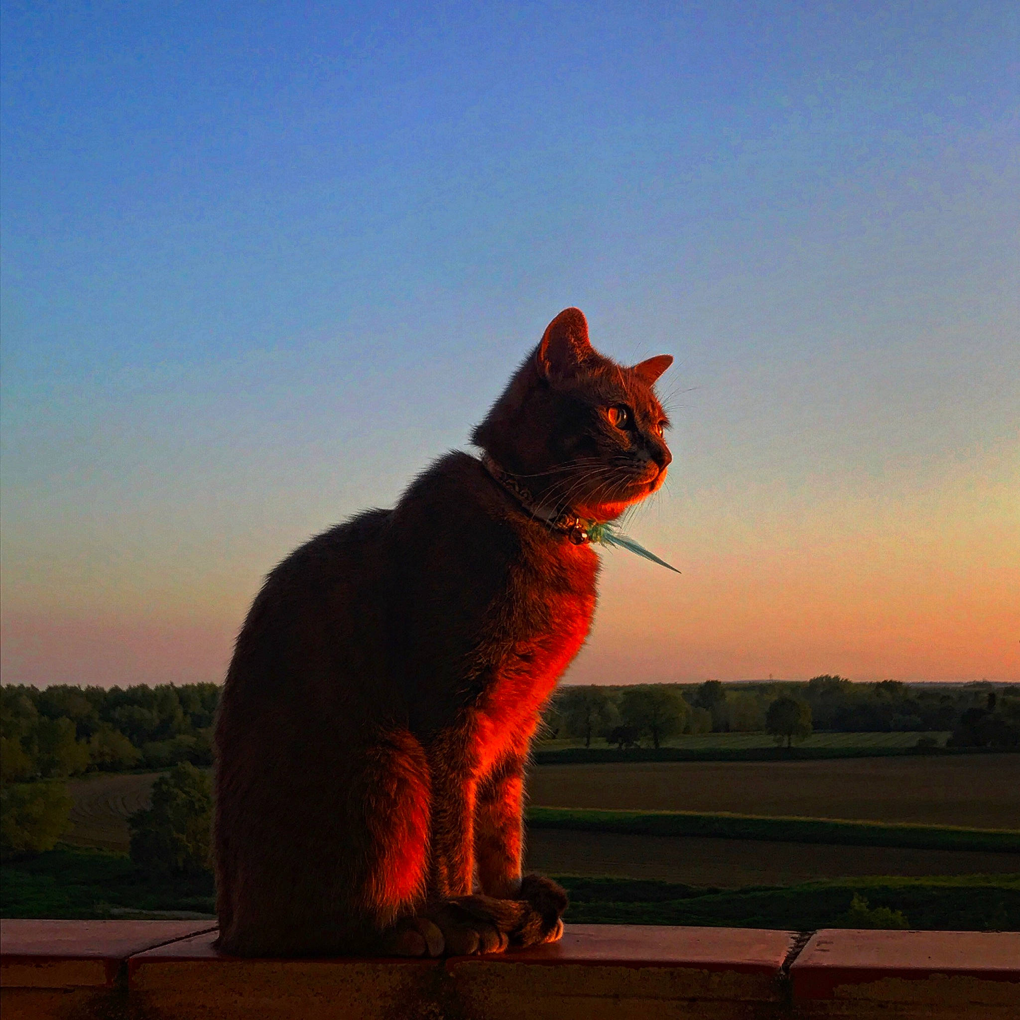 Ginji a rejoint le concours — aidez-le/la à gagner de superbes lots ! canidae, carnivore, cat, dog_breed, dusk, fawn, felidae, fur, grass, horizon, landscape, sky, small_to_medium_sized_cats, snout, sporting_group, sunset, tail, terrestrial_animal, tints_and_shades, whiskers