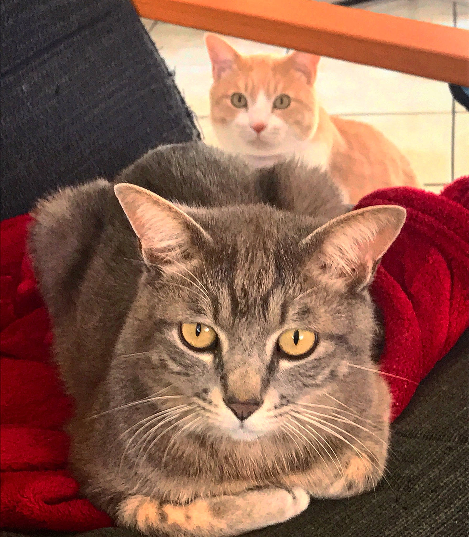 Ginji a rejoint le concours — aidez-le/la à gagner de superbes lots ! art, box, carnivore, cat, comfort, domestic_short_haired_cat, eye, felidae, fur, grey, paw, photo_caption, puzzle, sitting, small_to_medium_sized_cats, snout, tail, vertebrate, whiskers, window