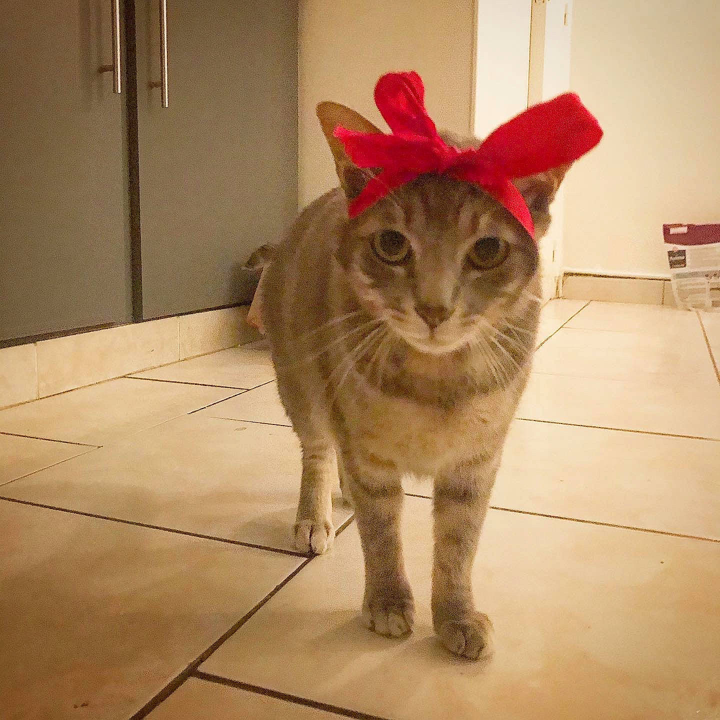 Ginji participe au concours pour gagner de l'argent avec cette photo : canidae, carnivore, cat, costume_hat, domestic_short_haired_cat, fashion_accessory, fawn, felidae, floor, flooring, fur, hat, paw, plant, small_to_medium_sized_cats, snout, tail, tile, whiskers, wood