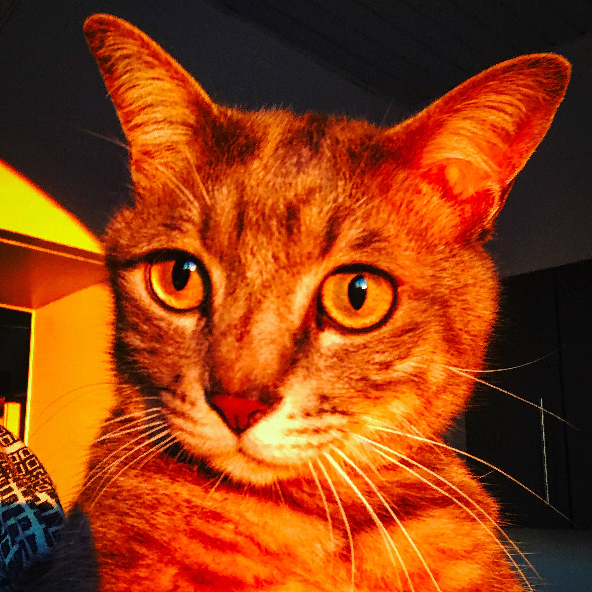 Ginji participe au concours pour gagner de l'argent avec cette photo : art, carnivore, cat, curious, domestic_short_haired_cat, ear, fawn, felidae, fur, iris, paw, small_to_medium_sized_cats, snout, tail, terrestrial_animal, whiskers, window