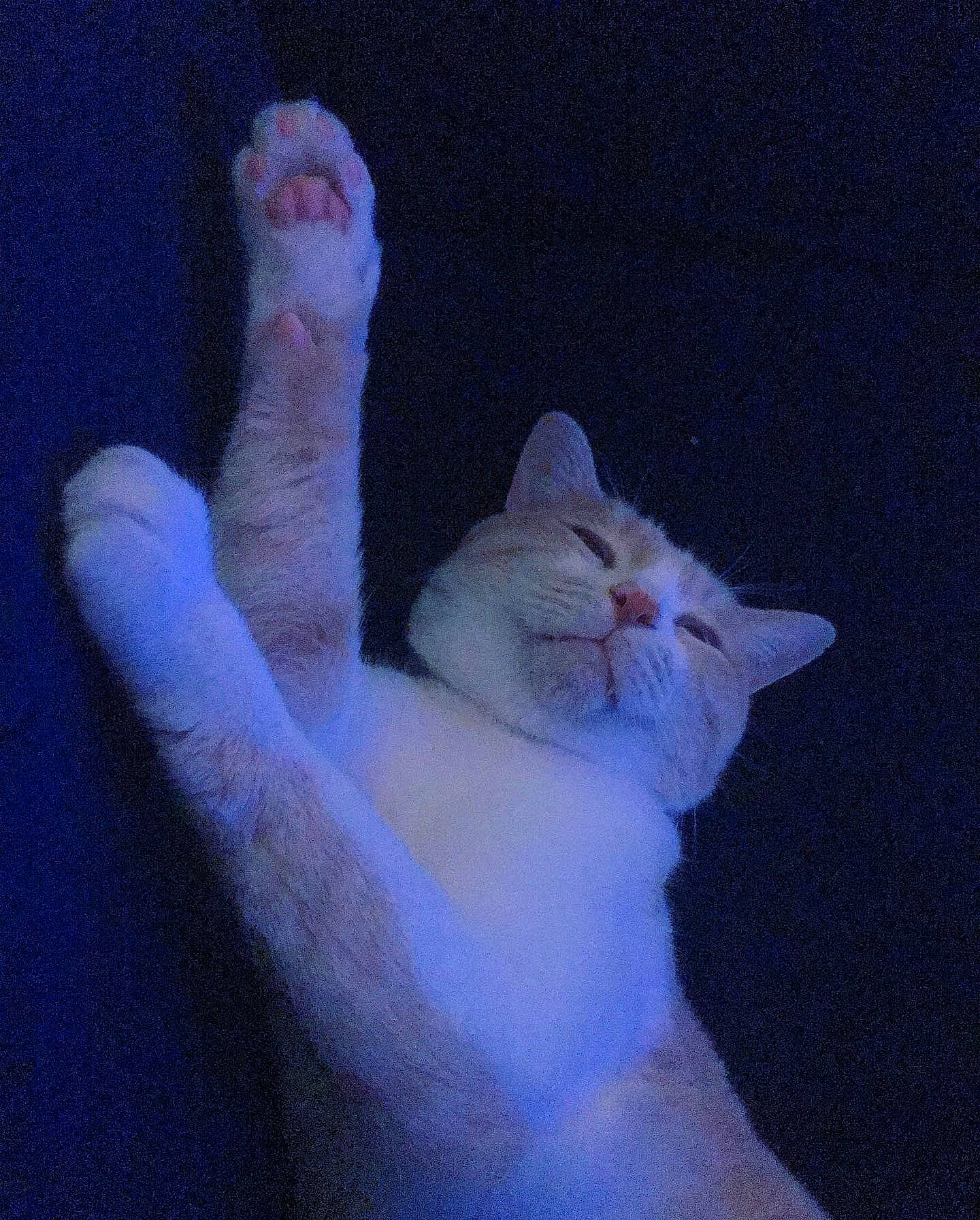 Momiji a rejoint le concours — aidez-le/la à gagner de superbes lots ! art, carnivore, cat, darkness, domestic_short_haired_cat, fawn, felidae, foot, fur, gesture, paw, small_to_medium_sized_cats, snout, tail, toe, whiskers