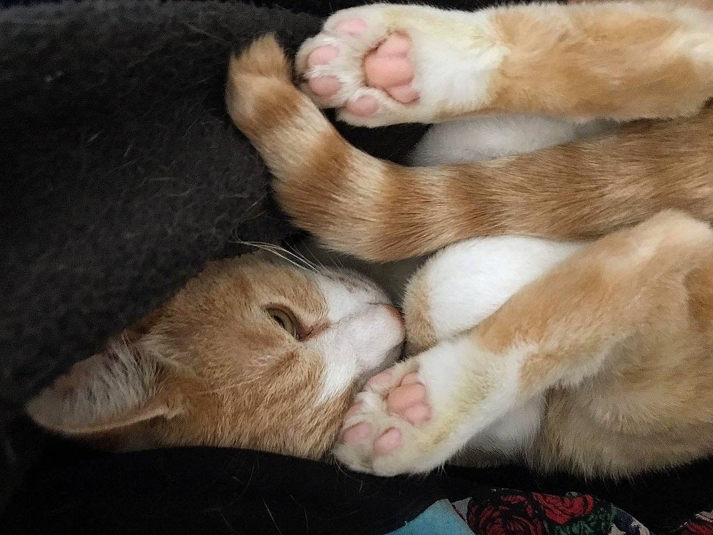 Momiji a rejoint le concours — aidez-le/la à gagner de superbes lots ! canidae, carnivore, cat, claw, comfort, companion_dog, dog_breed, fawn, felidae, fur, gesture, leg, nap, paw, small_to_medium_sized_cats, snout, sporting_group, tail, terrestrial_animal, whiskers