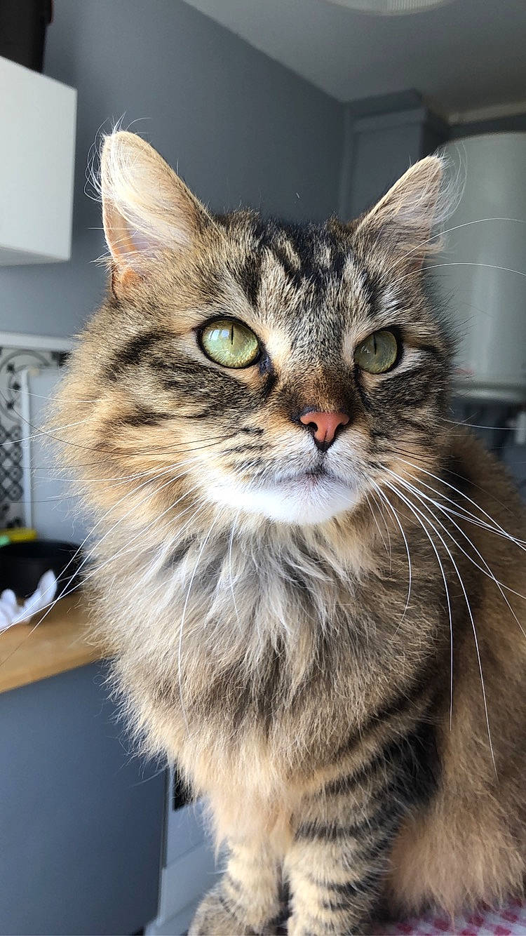Piper participe au concours pour gagner de l'argent avec cette photo : box, carnivore, cat, domestic_short_haired_cat, felidae, fur, maine_coon, shelf, small_to_medium_sized_cats, snout, terrestrial_animal, whiskers, wildlife