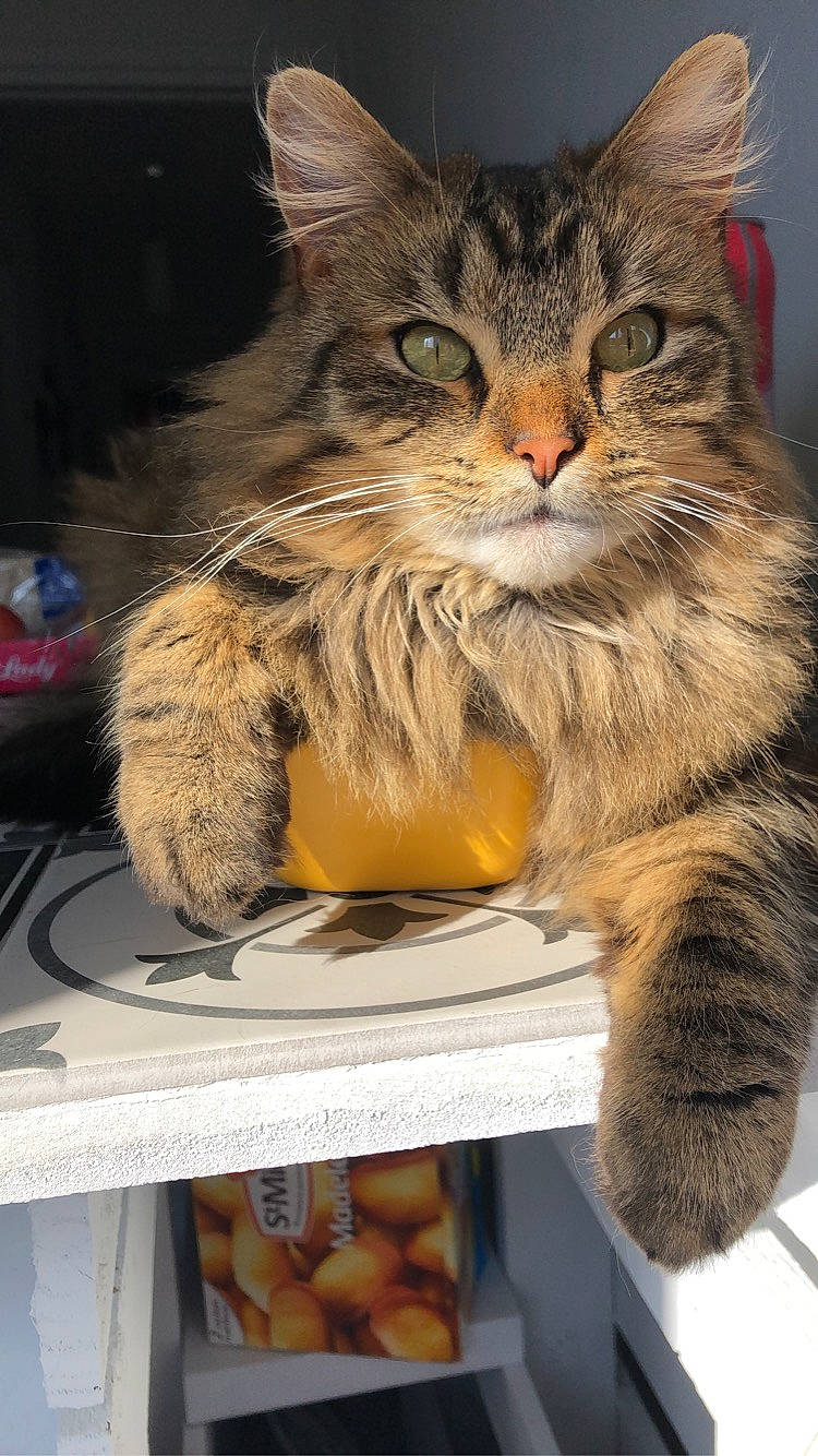 Piper a rejoint le concours — aidez-le/la à gagner de superbes lots ! box, cardboard, carnivore, cat, claw, computer_monitor, domestic_short_haired_cat, fawn, felidae, fur, lap, paw, small_to_medium_sized_cats, snout, tail, terrestrial_animal, whiskers