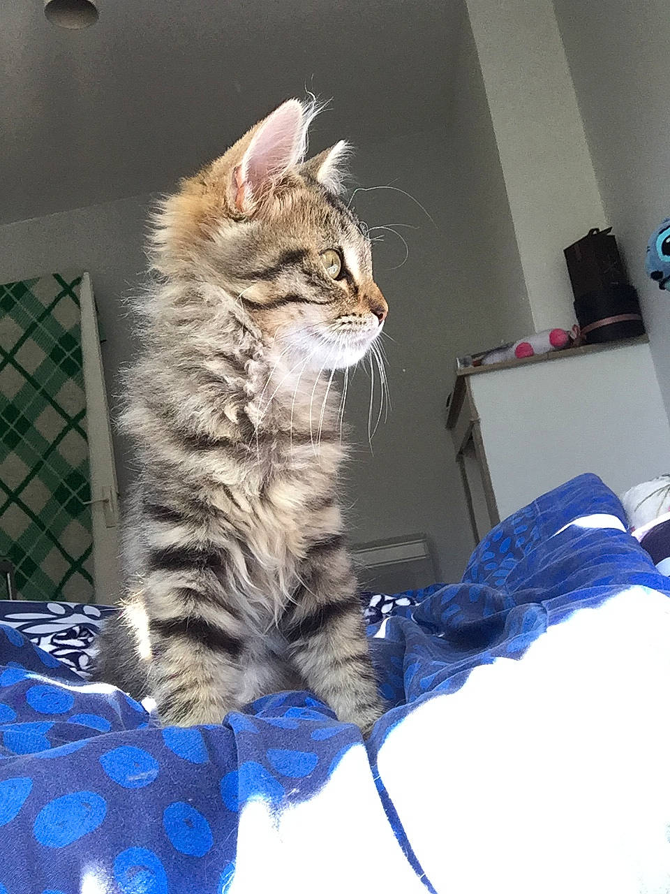 Piper participe au concours pour gagner de l'argent avec cette photo : carnivore, cat, claw, comfort, domestic_short_haired_cat, electric_blue, felidae, fur, paw, sitting, small_to_medium_sized_cats, snout, tail, terrestrial_animal, whiskers