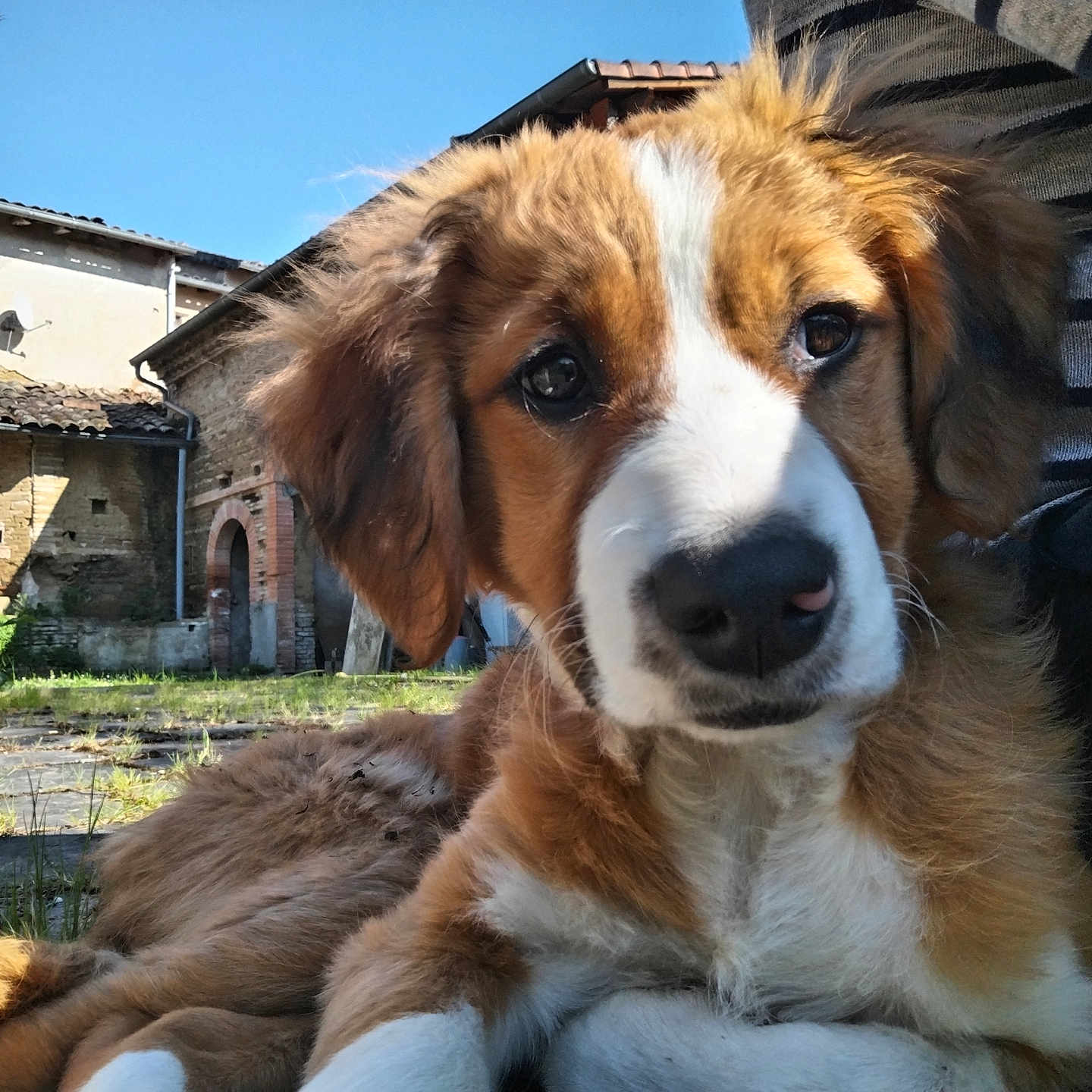 Appy participe au concours pour gagner de l'argent avec cette photo : arch, brick, building, close_up, dog, ears, eyes, fur, grass, nose, outdoor, person, portrait, puppy, relaxed, roof, satellite_dish, striped_shirt, sunlight, tile_roof