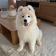 Alya a rejoint le concours — aidez-le/la à gagner de superbes lots ! basket, coffee_table, cute, decor, decorative_ball, dog, eyes, fluffy, fur, happy, indoor, living_room, portrait, puppy, rug, sitting, smiling, vase, white, wooden_furniture