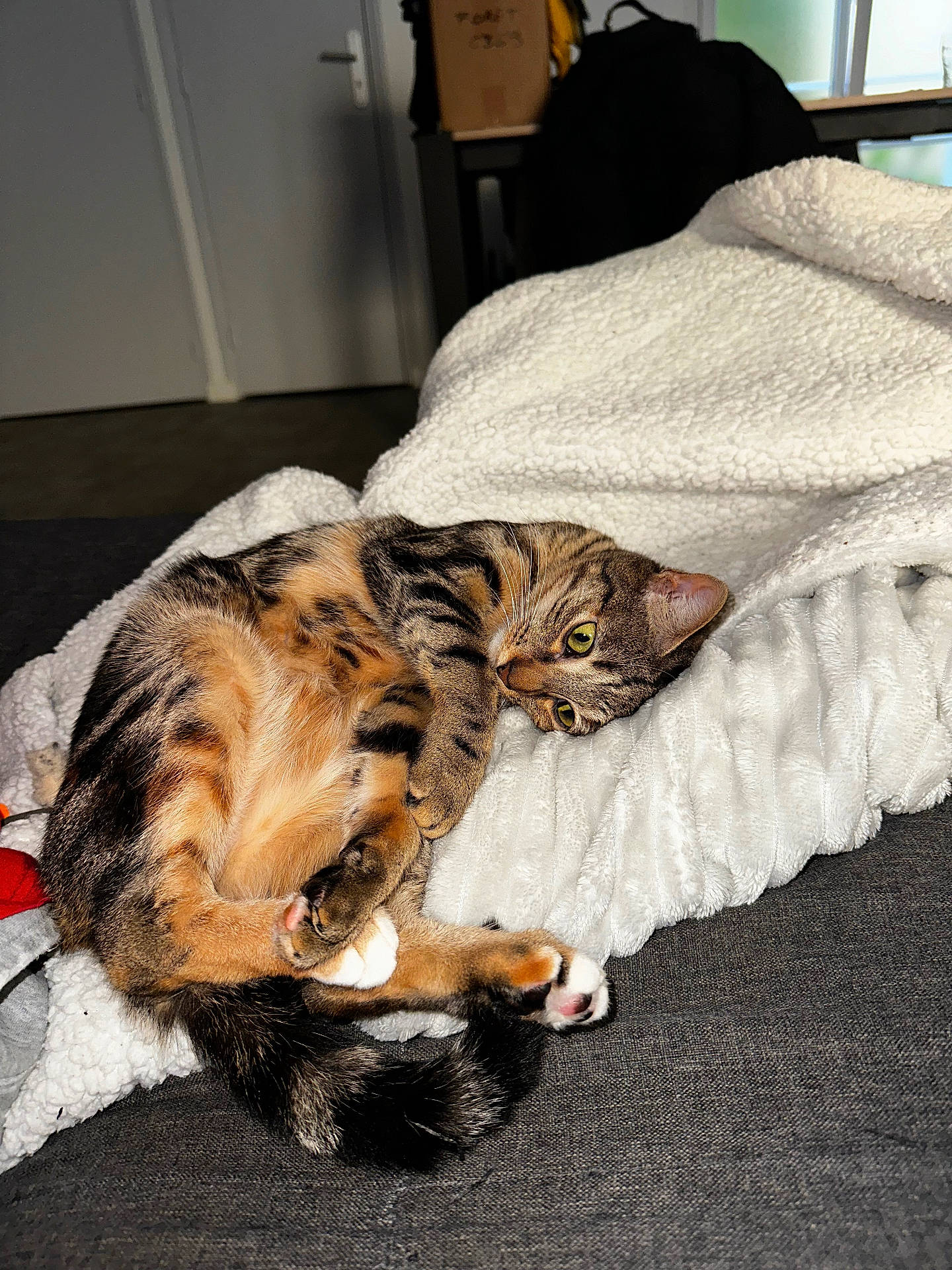 Urya a rejoint le concours — aidez-le/la à gagner de superbes lots ! abyssinian, animal, bed, bedroom, blanket, cat, couch, furniture, hardwood, homedecor, indoors, kitten, manx, person, pet, quilt, room, sleeping, towel, wood