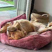 Naya a rejoint le concours — aidez-le/la à gagner de superbes lots ! dog, golden_retriever, pet_bed, pink_bed, indoor, relaxing, sleeping, paw, covering_face, tile_floor, glass_door, garden, greenery, basket, woven_basket, furniture, natural_light, cozy, home, animal