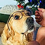dog, golden_retriever, glasses, pet, face, portrait, indoor, christmas_tree, holiday_decor, human_hand, fur, cute, animal, canine, closeup, looking_up, friendly, domestic_animal, living_room, decor
