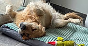 Naya a rejoint le concours — aidez-le/la à gagner de superbes lots ! cozy, dog, ear, floor, fur, glass_door, golden_retriever, home, indoor, lying_down, nose, paw, pet_bed, plush_toy, relaxed, resting, sleeping, tail, tile_floor, toy