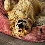 Naya participe au concours pour gagner de l'argent avec cette photo : dog, golden_retriever, pet, smiling, upside_down, dog_bed, pink, fur, cozy, indoor, floor, cute, animal, resting, playful, happy, canine, bed, relaxed, tongue_out