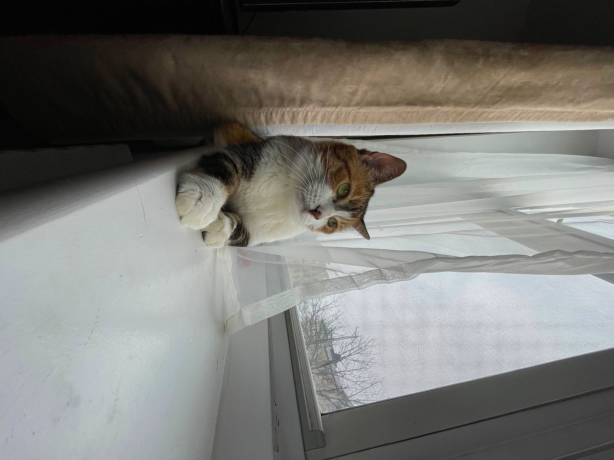 Blossom is registered to the contest to win money with this photo: carnivore, cat, ceiling, comfort, daylighting, domestic_short_haired_cat, fawn, felidae, floor, flooring, fur, hardwood, linens, room, small_to_medium_sized_cats, tail, tints_and_shades, whiskers, window_covering, wood