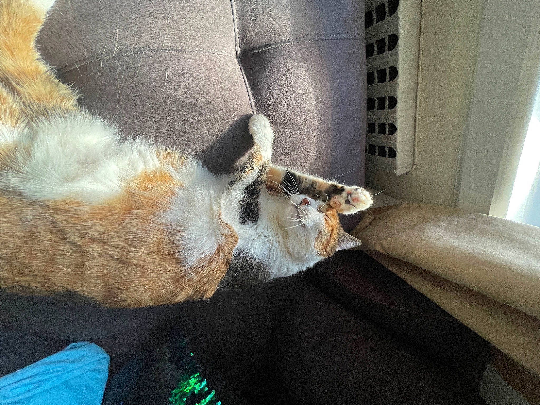 Blossom joined the competition — help win amazing prizes! carnivore, cat, comfort, companion_dog, couch, dog_breed, domestic_short_haired_cat, fawn, felidae, foot, fur, human_leg, lap, plant, small_to_medium_sized_cats, snout, tail, whiskers, window, wood