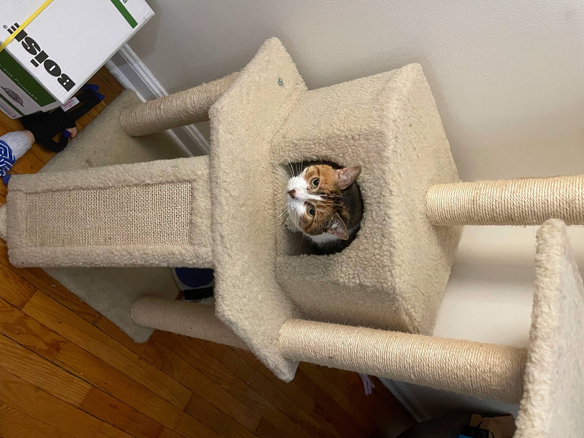 Blossom is registered to the contest to win money with this photo: beige, flooring, font, grey, hardwood, home_accessories, linens, metal, natural_material, outdoor_furniture, pattern, rectangle, room, shelf, stairs, tail, toy, twig, wood, wood_flooring