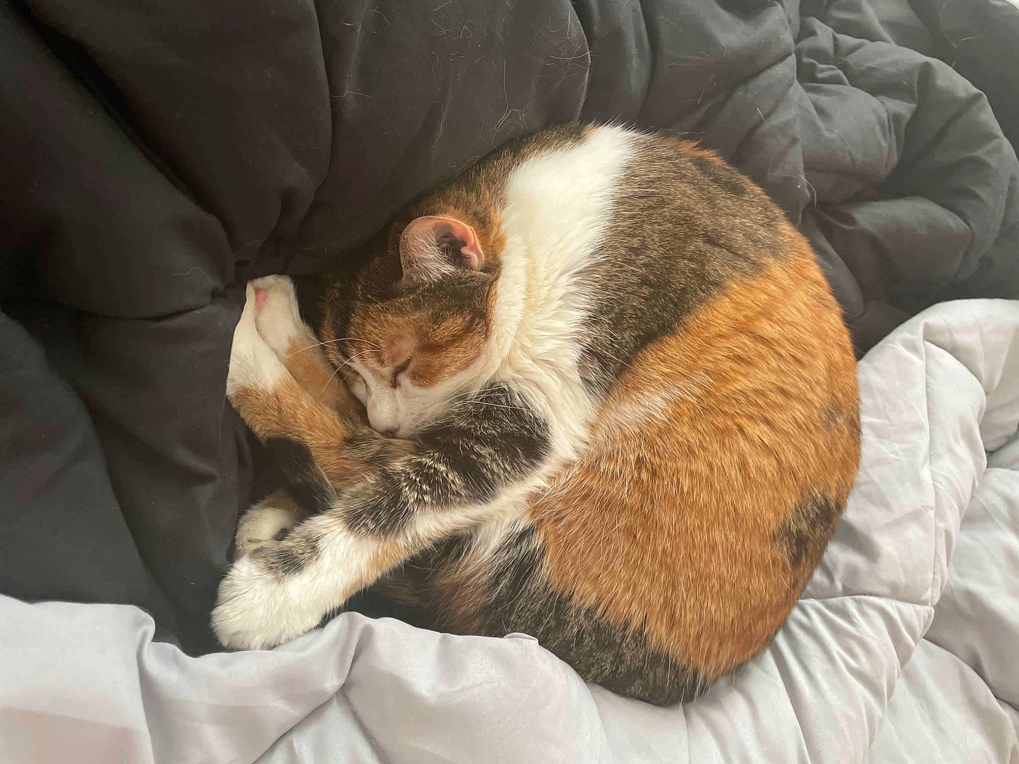 Blossom joined the competition — help win amazing prizes! blanket, canidae, carnivore, cat, cat_supply, claw, comfort, domestic_short_haired_cat, fawn, felidae, fur, linens, mammal, paw, room, small_to_medium_sized_cats, tail, whiskers