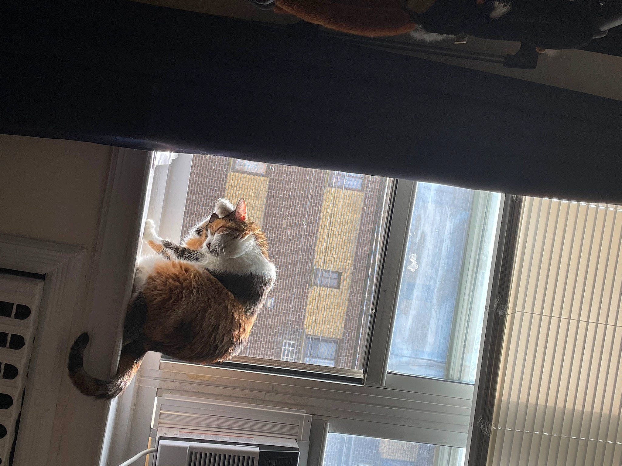 Blossom joined the competition — help win amazing prizes! carnivore, cat, felidae, fixture, fur, glass, house, plant, sash_window, shade, small_to_medium_sized_cats, tail, tints_and_shades, tree, whiskers, window, window_blind, window_covering, window_treatment, wood