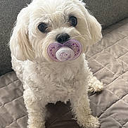 Matti is registered to the contest to win money with this photo: dog, white_dog, small_dog, pet, indoor, quilted_blanket, pacifier, cute, fluffy, sitting, looking_up, expression, fur, adorable, companion, domestic_animal, animal, mammal, portrait, couch