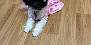Cookie is registered to the contest to win money with this photo: dog, puppy, black_and_white, pink_dress, bows, floor, wooden_floor, indoor, pet, cute, small_dog, fur, animal, laying_down, looking_up, domestic_animal, clothing, accessory, pink, adorable