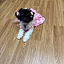 dog, puppy, black_and_white, pink_dress, bows, floor, wooden_floor, indoor, pet, cute, small_dog, fur, animal, laying_down, looking_up, domestic_animal, clothing, accessory, pink, adorable