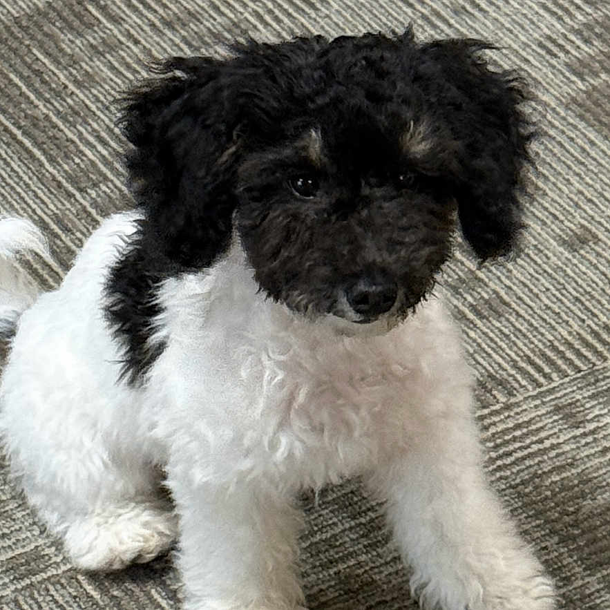 Cookie joined the competition — help win amazing prizes! adorable, animal, black_and_white, canine, carpet, companion, curious, curly_fur, cute, dog, domestic, floor, fur, indoor, looking_up, pet, puppy, sitting, small_dog, young