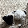 puppy, dog, black_and_white, fluffy, lying_down, carpet, rug, indoor, pet, animal, cute, small_dog, fur, cozy, curious, soft_texture, floor, domestic, companion, young