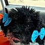 dog, black_dog, white_fur, blue_bows, tongue_out, curly_fur, pet, car_interior, orange_sweater, close_up, cute, small_dog, seat, collar, playful, animal, companion, indoors, fluffy, adorable