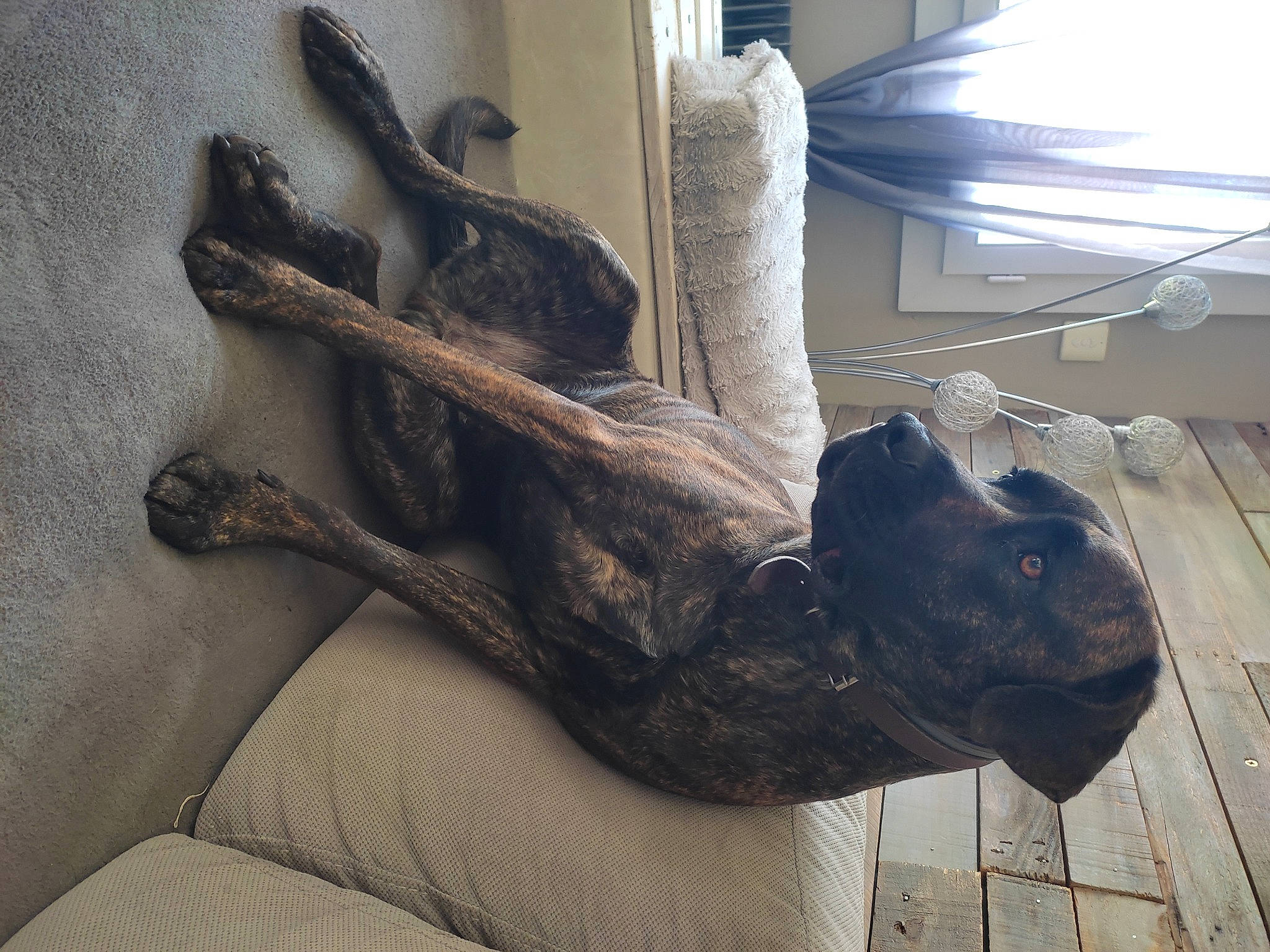 Rosko a rejoint le concours — aidez-le/la à gagner de superbes lots ! art, artifact, carnivore, comfort, dog, dog_breed, fawn, felidae, foot, gesture, grey, human_leg, jaw, sculpture, snout, statue, tail, window, wood, working_animal