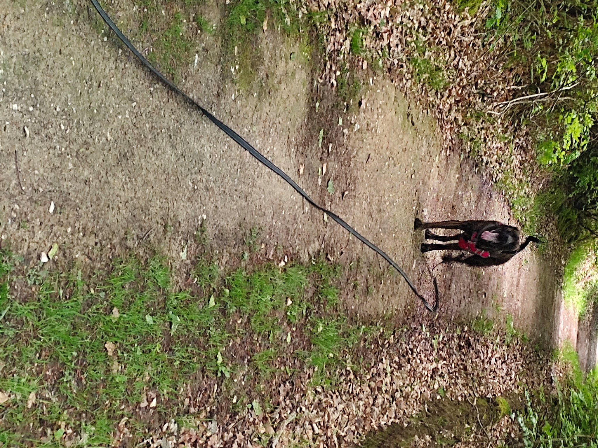 Rosko a rejoint le concours — aidez-le/la à gagner de superbes lots ! automotive_tire, automotive_wheel_system, beak, fishing_rod, grass, grass_family, grassland, groundcover, landscape, motor_vehicle, plant, recreation, shadow, shrub, soil, tail, terrestrial_animal, tire, wildlife, wire