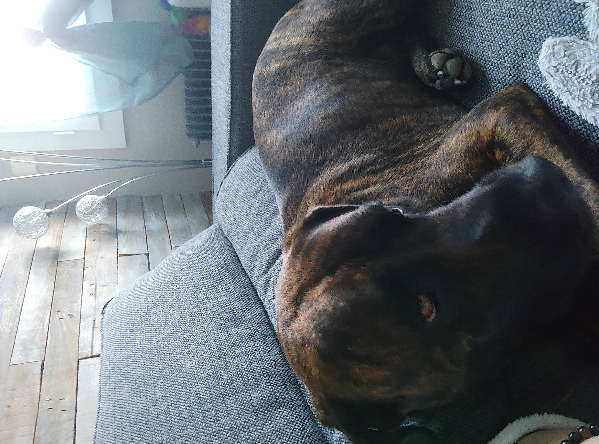 Rosko participe au concours pour gagner de l'argent avec cette photo : canidae, carnivore, comfort, companion_dog, dog, dog_breed, ear, fawn, fur, grey, guard_dog, liver, non_sporting_group, pointing_breed, snout, sporting_group, terrestrial_animal, whiskers, working_animal, wrinkle