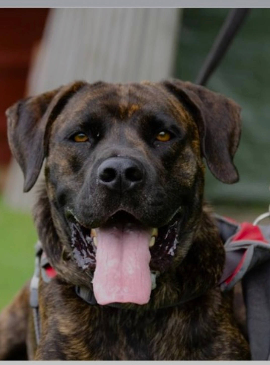 Rosko participe au concours pour gagner de l'argent avec cette photo : ancient_dog_breeds, borador, canidae, carnivore, collar, companion_dog, dog, dog_breed, dog_collar, fur, guard_dog, gun_dog, hunting_dog, plott_hound, snout, sporting_group, working_animal, working_dog