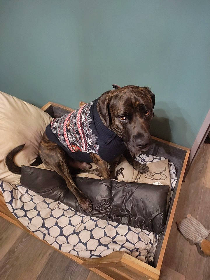 Rosko a rejoint le concours — aidez-le/la à gagner de superbes lots ! canidae, carnivore, collar, companion_dog, dog, dog_breed, dog_collar, dog_supply, fawn, flooring, fur, gun_dog, hardwood, liver, pattern, pet_supply, snout, sporting_group, wood, working_animal